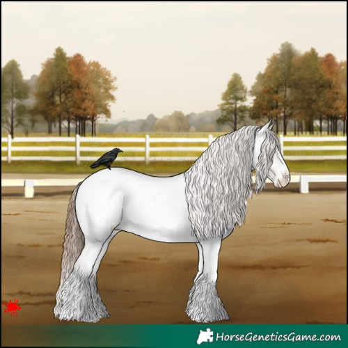 Horse Color:White Spotted Red Dun Roan Appaloosa 