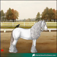 Horse Color:White Spotted Red Dun Roan Appaloosa 