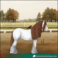 Horse Color:White Spotted Red Dun Roan Appaloosa 