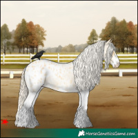 Horse Color:White Spotted Palomino Roan Blanket 