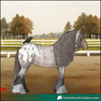 Horse Color:Bay Roan Blanket 