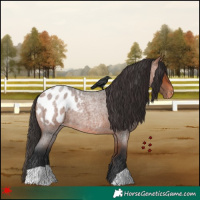 Horse Color:Bay Roan Appaloosa