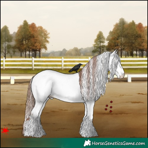 Horse Color:White Spotted Chestnut Appaloosa 