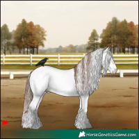 Horse Color:White Spotted Chestnut Fewspot