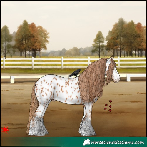 Horse Color:White Spotted Chestnut Appaloosa 