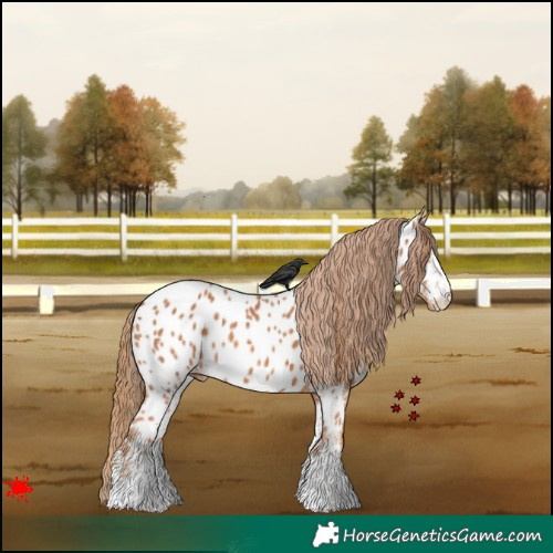 Horse Color:White Spotted Chestnut Appaloosa 
