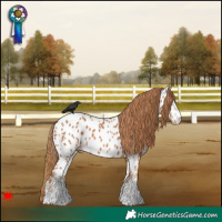 Horse Color:White Spotted Chestnut Near Leopard 