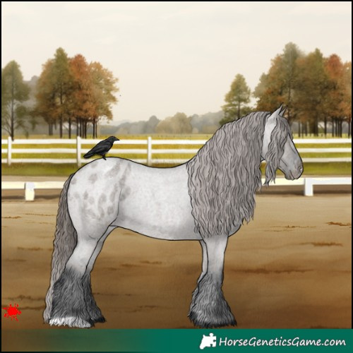Horse Color:Grullo Roan Appaloosa 