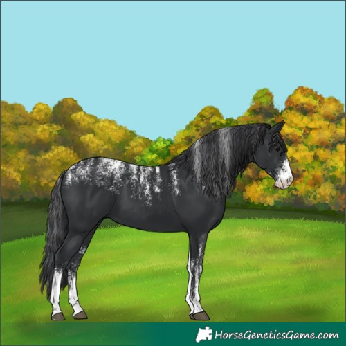 Horse Color:Powder White Black