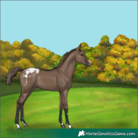 Horse Color:Liver Red Dun Appaloosa Rabicano 