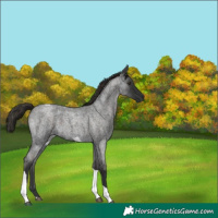 Horse Color:Liver Red Roan Tobiano 