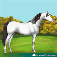 Horse Color:Liver Chestnut Frame Appaloosa 