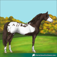Horse Color:Liver Chestnut Frame Blanket 