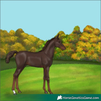 Horse Color:Liver Chestnut 