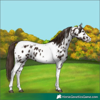 Horse Color:Liver Chestnut Tobiano Frame Appaloosa 