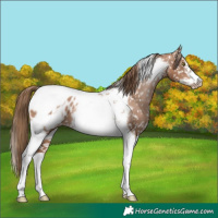 Horse Color:Liver Chestnut Pearl Tobiano Frame Appaloosa 