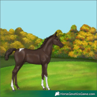 Horse Color:Liver Chestnut Tobiano 