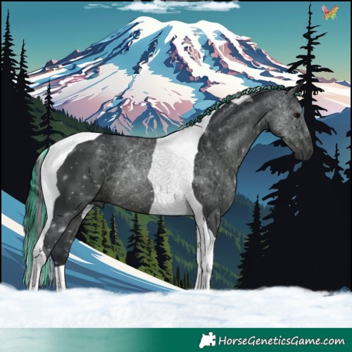 Horse Color:Painted Black Tobiano 