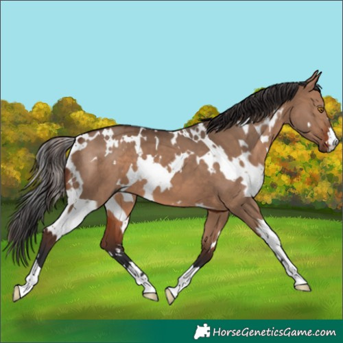 Horse Color:White Spotted Brown Dun 