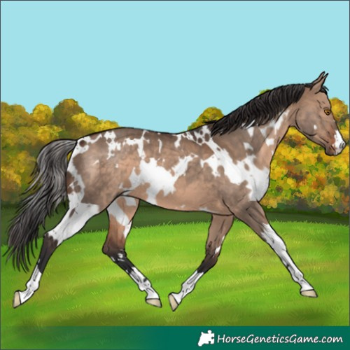 Horse Color:White Spotted Brown Dun