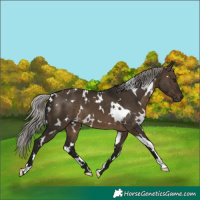 Horse Color:Gray White Spotted Silver Brown Dun
