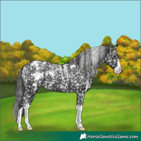 Horse Color:Powder White White Spotted Black Splash Appaloosa 