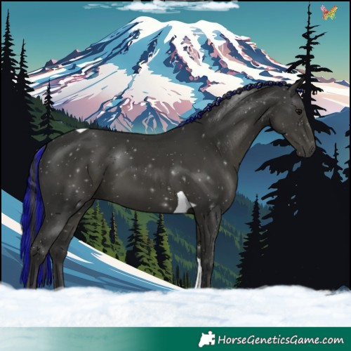 Horse Color:Painted Black Tobiano