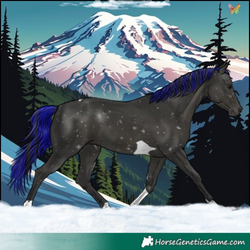 Horse Color:Painted Black Tobiano 