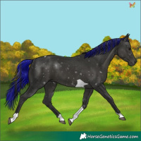 Horse Color:Painted Black Tobiano 