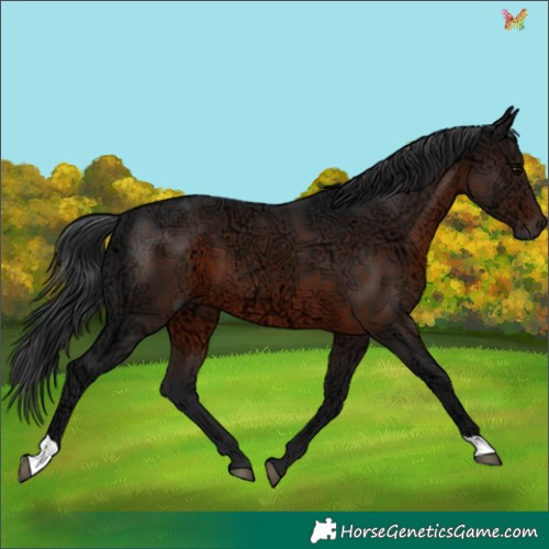 Horse Color:Brown Ice 