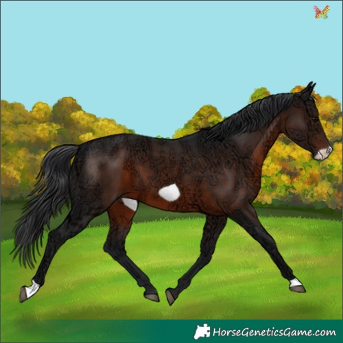 Horse Color:Brown Ice Frame 