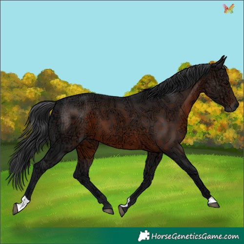 Horse Color:Brown Ice 