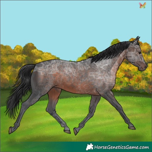 Horse Color:Brown Ice 