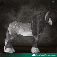 Horse Color:Platinum Buckskin Dun Appaloosa 
