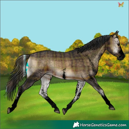 Horse Color:Void Plaid White Spotted Brown Onyx