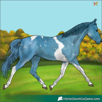 Horse Color:Watercolor Black Tobiano