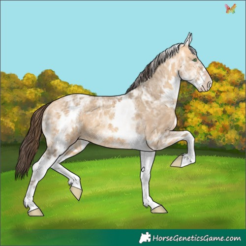 Horse Color:White Spotted Sable Cream Champagne Ice 