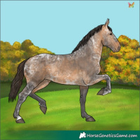 Horse Color:Buckskin Ice 