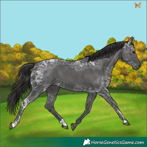 Horse Color:Smoky Black Ice