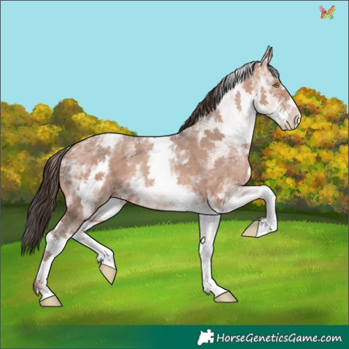 Horse Color:White Spotted Amber Champagne Ice
