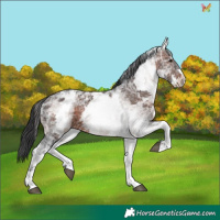 Horse Color:White Spotted Brown Ice 
