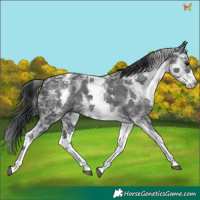 Horse Color:White Spotted Black Ice 