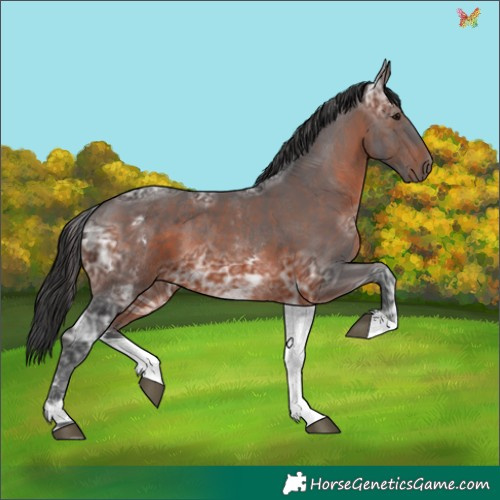 Horse Color:White Spotted Brown Ice
