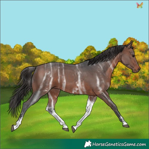 Horse Color:White Spotted Bay Ice