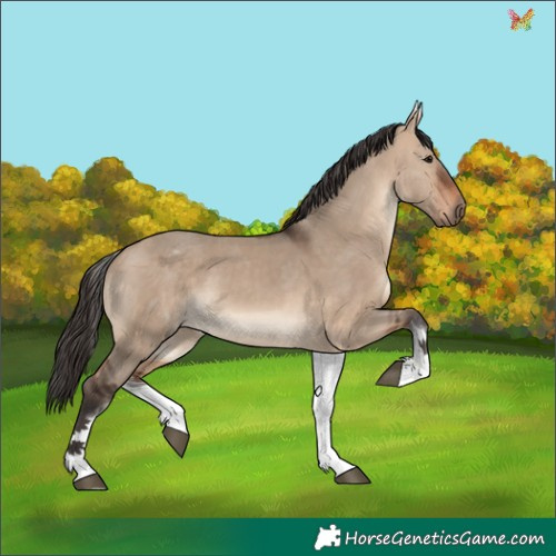 Horse Color:White Spotted Bay Dun 