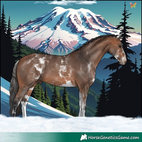 Horse Color:White Spotted Bay 