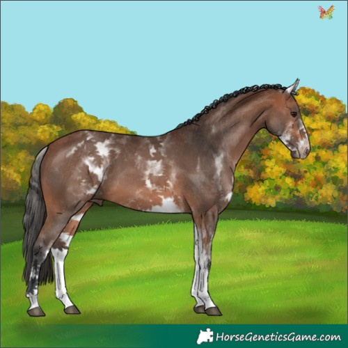 Horse Color:White Spotted Bay 