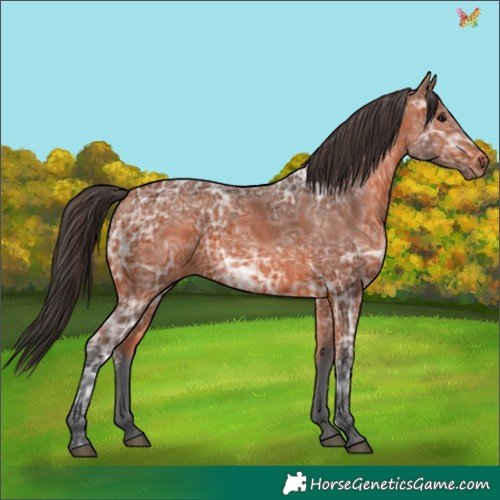 Horse Color:Bay Ice