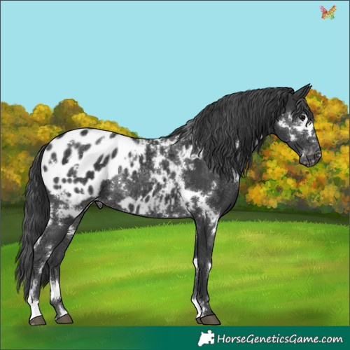 Horse Color:White Spotted Black Appaloosa Rabicano 