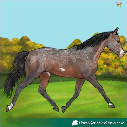Horse Color:Brown Ice Frame